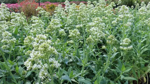 Centranthus ruber alba perennial with white flowers atop green foliage.