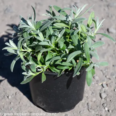 Cerastium tomentosum plant for sale at The Plant Company nursery.