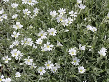 cerastium-tomentosum-