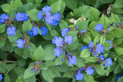 Ceratostigma plumbaginoides groundcover plant with blue flowers and green foliage.