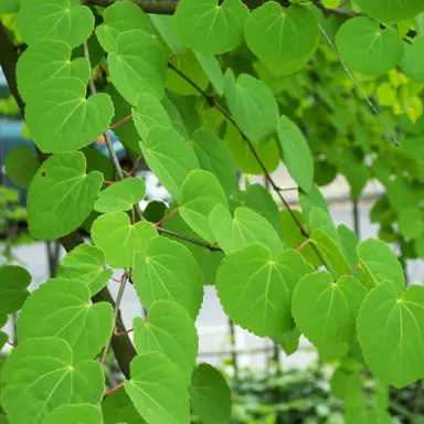 cercidiphyllum-japonicum-2