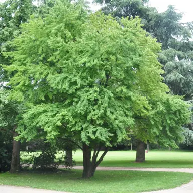 cercidiphyllum-japonicum-3