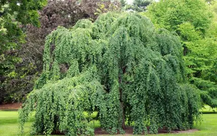 cercidiphyllum-japonicum-pendula-1