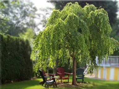 cercidiphyllum-japonicum-pendula-2