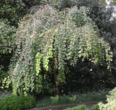 cercidiphyllum-japonicum-pendula-3