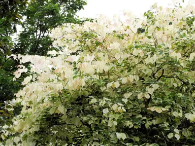 cercis-silver-lining-1