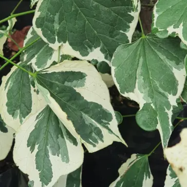 cercis-silver-lining-2