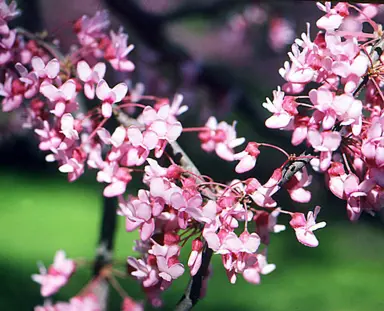 cercis-silver-lining-3