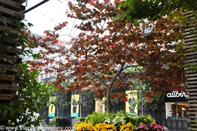 Cercis Forest Pansy growing in a courtyard garden with purple leaves.