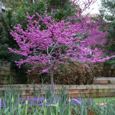 cercis-oklahoma--1