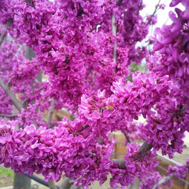 cercis-oklahoma-