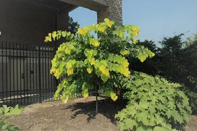 cercis-hearts-of-gold-2