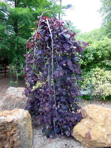 cercis-ruby-falls-1