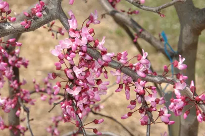 cercis-ruby-falls-3