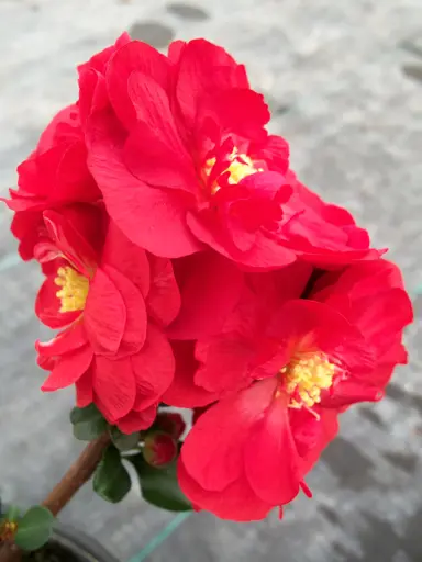 Chaenomeles 'Double Take Scarlet' double, red flowers on a stem.