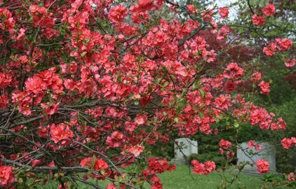 chaenomeles-red-rambler-