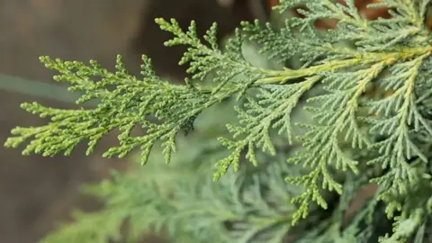 Chamaecyparis lawsoniana 'Grayswood Feather' green foliage.