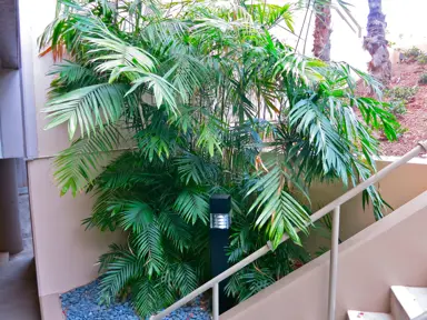 Chamaedorea costaricana (Cluster Palm) growing in an outdoor area and featuring lush, green foliage.