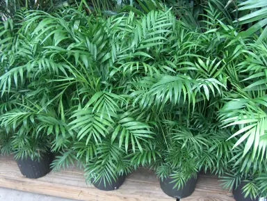 Chamaedorea elegans plants in pots with lush, green foliage.