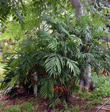 Chamaedorea microspadix palm with lush green foliage.