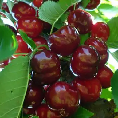 Cherry Burlatt red fruit on a tree.
