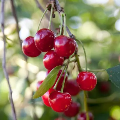 Cherry Griotella Frumi red fruit.