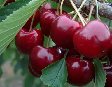 cherry-lapins-1