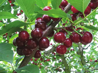 Cherry Oblacinska tree with purple-red fruit.
