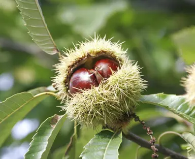 chestnut-castanea-1005-