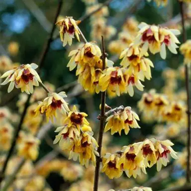 chimonanthus-praecox-3