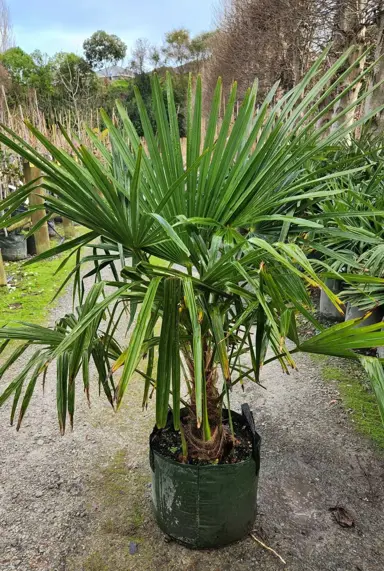 trachycarpus-fortunei-2
