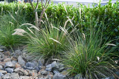 Chionochloa flavicans growing in a rock garden with other NZ natives.