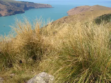 Chionochloa rigida grass plants growing on an exposed ridge.
