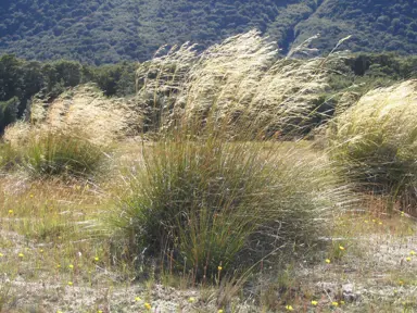 Chionochloa rigida grass plants growing in their natural environment.