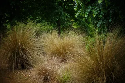Chionochloa rubra grassese growing as a border to larger trees.
