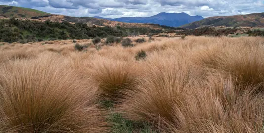 Red Tussock (chionochloa rubra) growing in their natural environment.