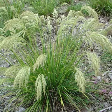 chionochloa-flavicans-toitoi-