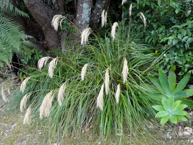 chionochloa-flavicans-toitoi-1