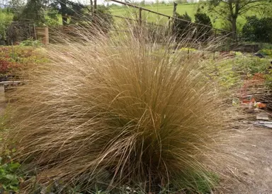 chionochloa-rubra-tussock-3