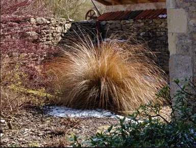 chionochloa-rubra-tussock-4