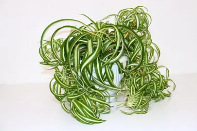 chlorophytum-curly--1