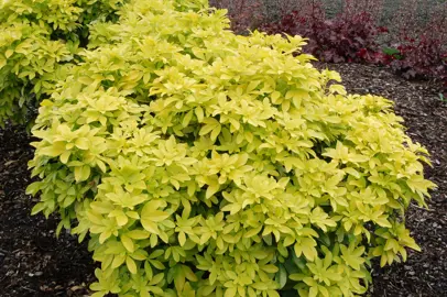 Choisya 'Sundance' shrubs with bright yellow foliage in a garden.