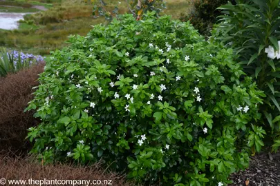 Choisya ternata with lush foliage and white flowers.