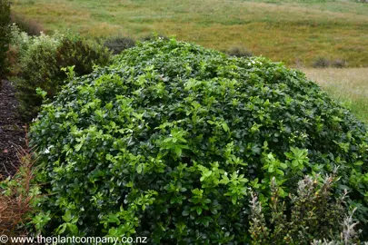 Large Choisya ternata plant in a garden.