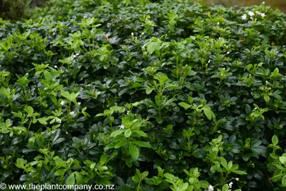 Choisya ternata foliage showing green leaves and white flowers.