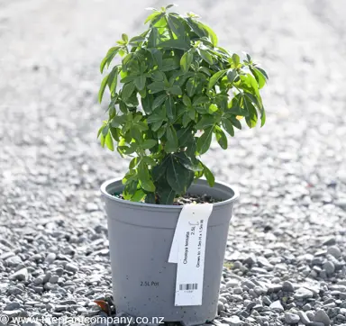 Choisya ternata (Mexican Orange Blossom) plant in a 2.5L pot for sale at The Plant Company nursery.