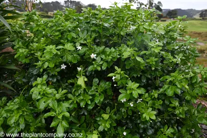 Lush foliage on Choisya ternata growing in a garden.