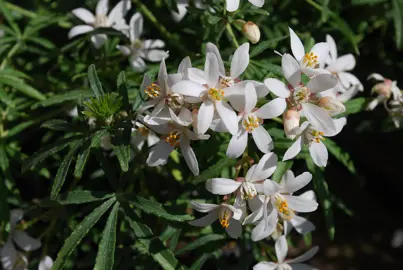 Choisya 'White Dazzler' plants with white flowers and dark green foliage.