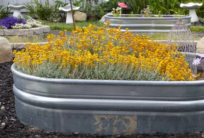 Chrysocephalum 'Desert Flame' plants with masses of yellow flowers above grey foliage growing in a planter.