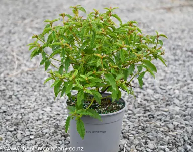 Cistus 'Snowmound' plant for sale in early Spring at The Plant Company nursery.